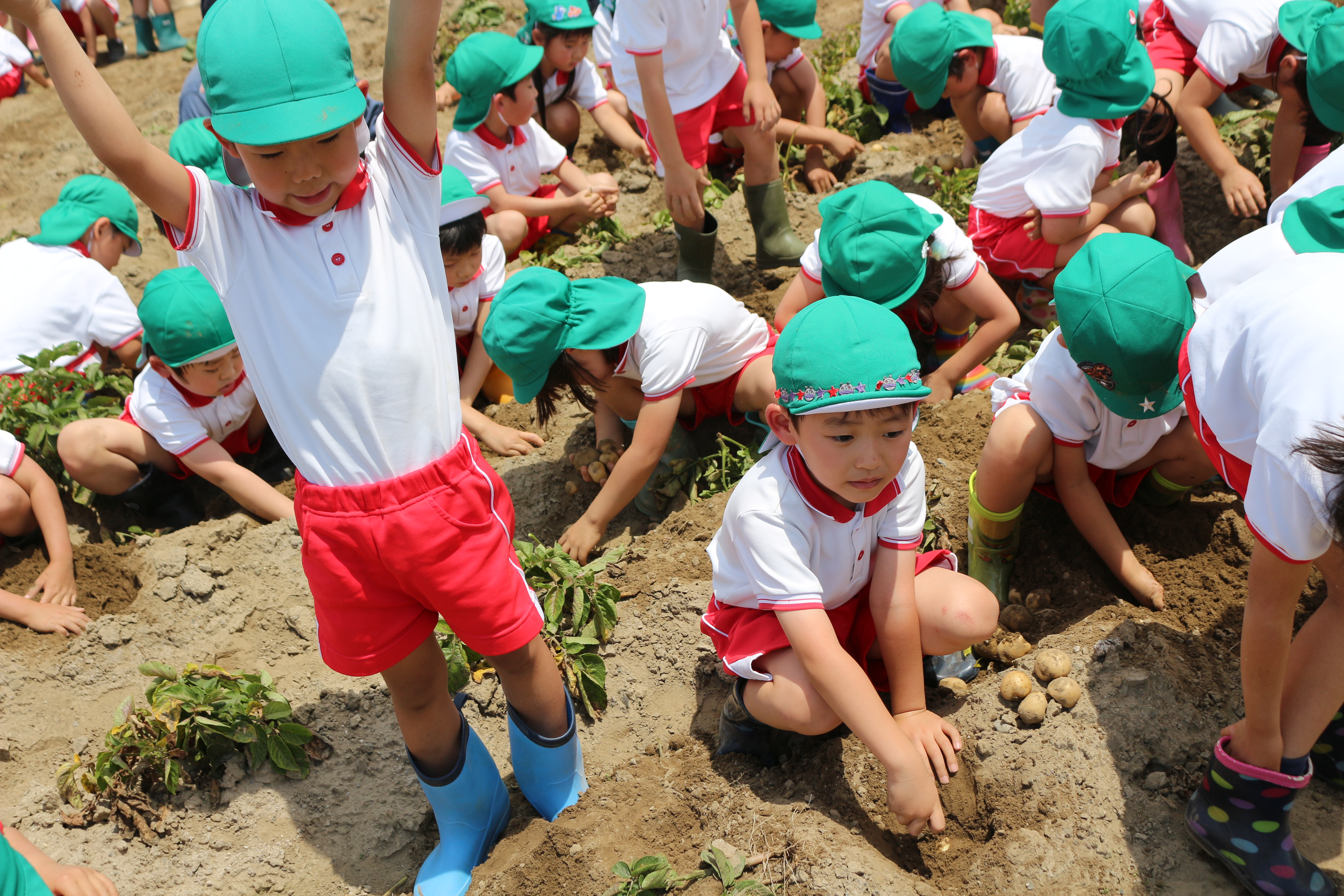 ジャガイモ堀り - 山梨県中央市｜わかば幼稚園｜学校法人井口学園｜未